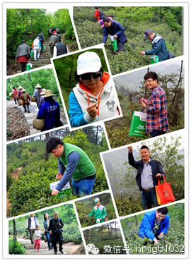 在這么美的地方體驗(yàn)采茶，簡(jiǎn)直太有感覺(jué)了