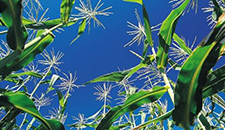 玉米割苗能增產(chǎn)20%～30%？不靠譜！