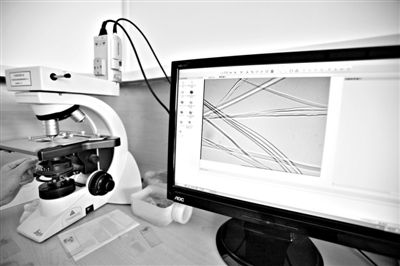 顯微鏡下，蠶絲呈現(xiàn)出表面有光澤，形狀不規(guī)則，粗細不均。