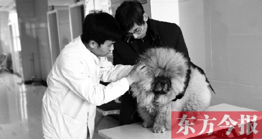 在一家大型寵物醫(yī)院里，生病的狗狗正在接受治療