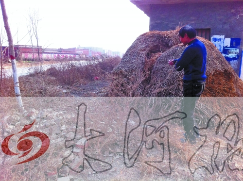 張哥、張弟就是在這兒撿到的投毒面包。