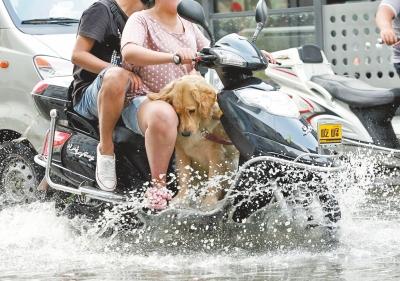 電動車上帶寵物危險重重 電動車上帶寵物危險重重