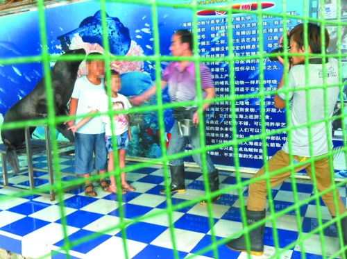 海獅就這樣被飼養(yǎng)員和攝影師擺弄，稍不聽(tīng)話就會(huì)遭到毒打。
