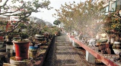 劉光嘉出示博物館內(nèi)部圖片中，擺放著各種盆景。