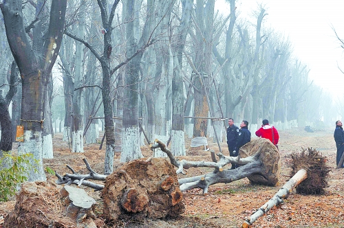 老樹(shù)之殤，令人扼腕。