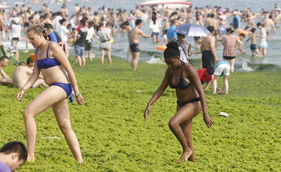 青島市民無(wú)視滸苔 青島市民無(wú)視滸苔