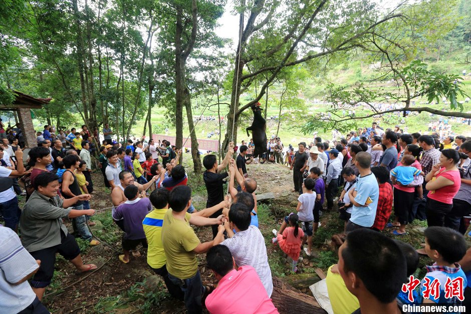 黃牛被侗族村民合力吊在樹(shù)上。譚凱興 攝