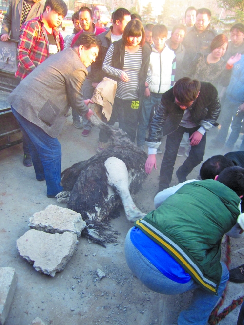 劇烈反抗拒投降 劇烈反抗拒投降