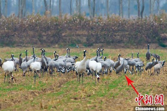 多種鶴類“集結(jié)”江蘇鹽城越冬 含罕見(jiàn)沙丘鶴