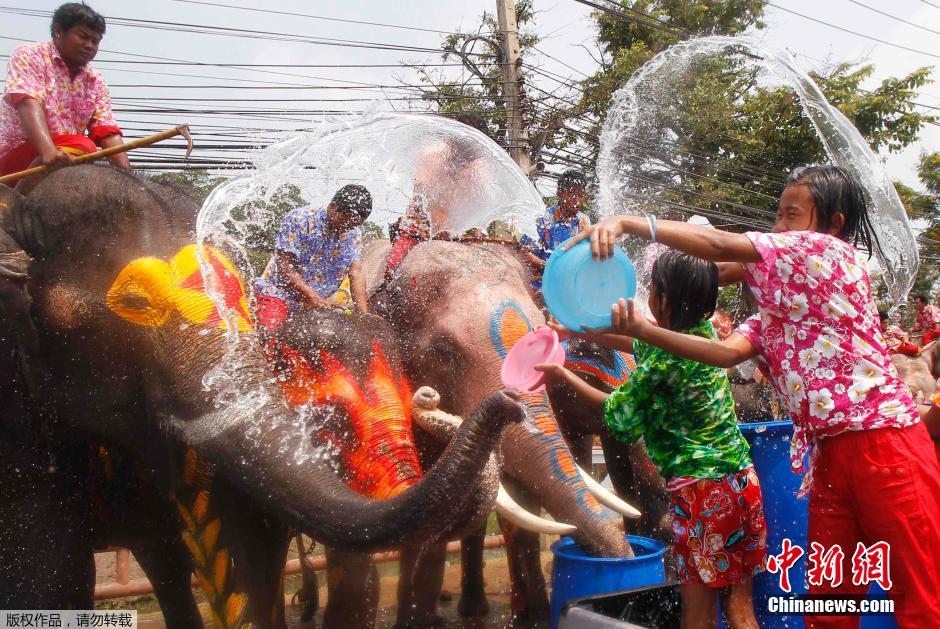 泰國民眾迎接潑水節(jié) 大象長鼻秒變“水槍” 泰國民眾迎接潑水節(jié) 大象長鼻秒變“水槍”