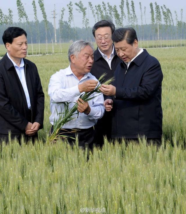 習(xí)近平走進(jìn)糧田,看麥穗灌漿,問農(nóng)田建設(shè)。