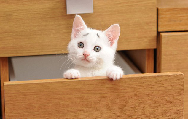 英國(guó)“焦慮貓”長(zhǎng)“八字眉” 爆紅網(wǎng)絡(luò) 英國(guó)“焦慮貓”長(zhǎng)“八字眉” 爆紅網(wǎng)絡(luò)