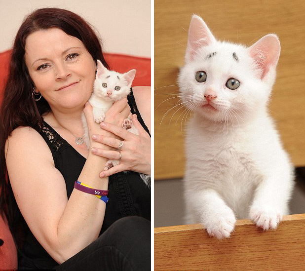 英國(guó)“焦慮貓”長(zhǎng)“八字眉” 爆紅網(wǎng)絡(luò) 英國(guó)“焦慮貓”長(zhǎng)“八字眉” 爆紅網(wǎng)絡(luò)