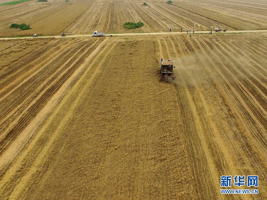 這是5月28日在河南省南陽(yáng)市唐河縣甘河灣村航拍的麥?zhǔn)宅F(xiàn)場(chǎng)。