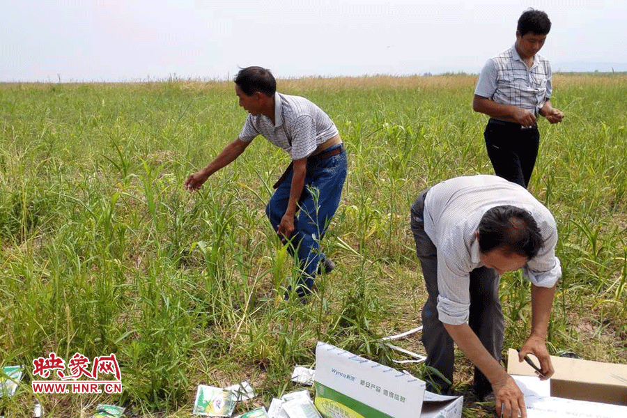 村民在撿拾散落的農(nóng)藥袋，身后是被毀的玉米。