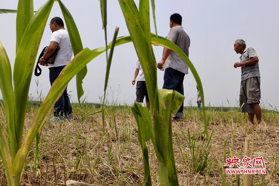 耙過的玉米地殘留的玉米。