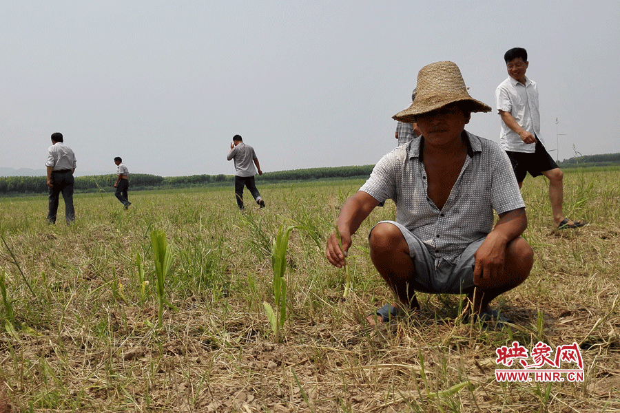 村民手捧殘留的玉米，欲哭無淚。