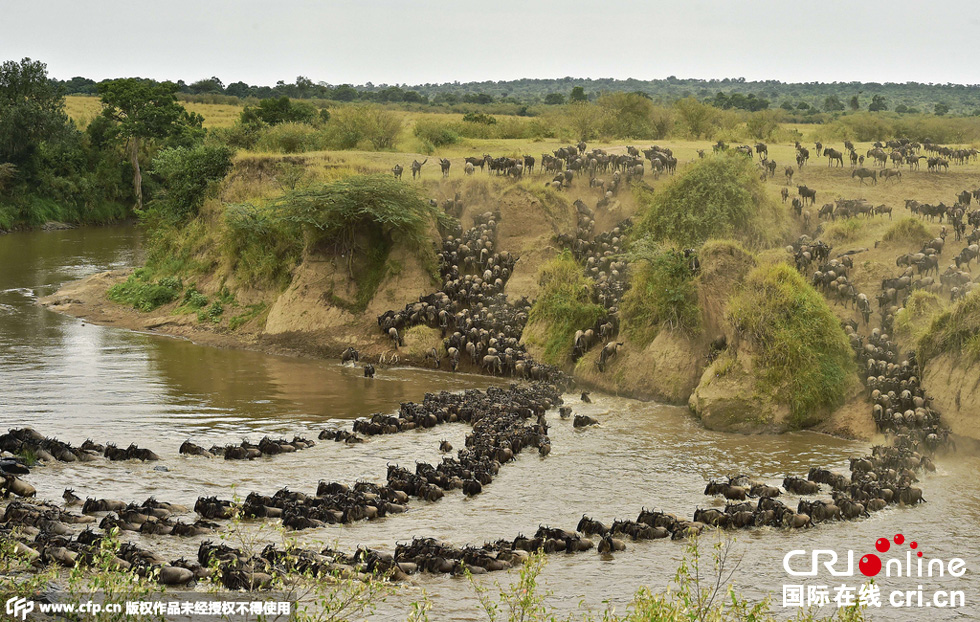 當?shù)貢r間2015年9月4日，肯尼亞馬賽馬拉，角馬大遷徙。