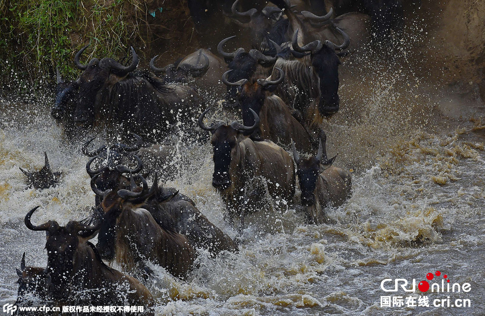 當?shù)貢r間2015年9月4日，肯尼亞馬賽馬拉，角馬大遷徙。