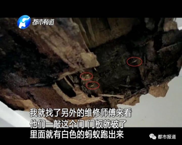 蟻族大軍入侵！十幾萬裝修的新家被“吃掉”