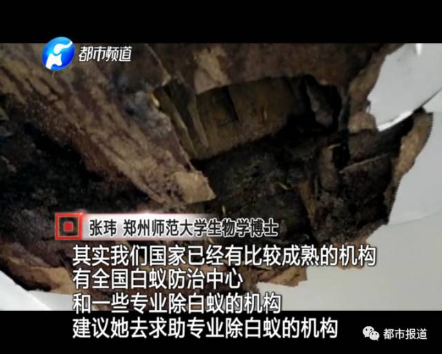 蟻族大軍入侵！十幾萬裝修的新家被“吃掉”