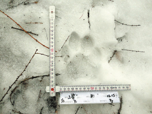 雪地里的老虎腳印 WCS供圖 雪地里的老虎腳印 WCS供圖