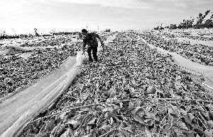 12日，工人在海南省樂東縣佛羅鎮(zhèn)清理被臺風(fēng)刮爛的哈密瓜薄膜架子。 新華社發(fā)