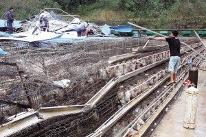 11月13日，位于三亞市吉陽(yáng)鎮(zhèn)的三亞市菜籃子蛋雞基地，工人們正在搶修雞舍設(shè)施。