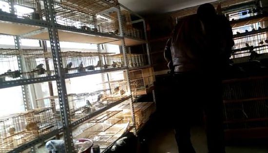 哈爾濱市雙城區(qū)集市上，一家沒有招牌的平房里擺滿了各種野鳥等待出售。