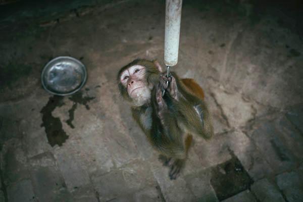 環(huán)球時報：有關(guān)部門拿公眾當“猴子”折騰春節(jié)假