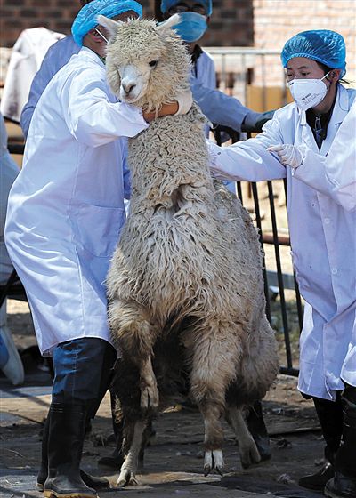好強(qiáng)壯！我真的不是虛胖，兩三個人別想控制我。