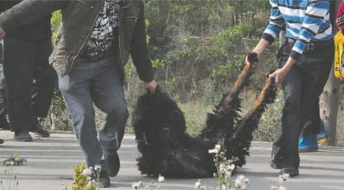 雙流鳳凰村兩只巨型藏獒襲擊村民，民警用手槍將其當(dāng)場(chǎng)擊斃