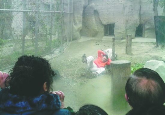 昨日，成都動(dòng)物園，男子進(jìn)入白虎活動(dòng)區(qū)后被白虎拖行。動(dòng)物園出動(dòng)50多人成功營(yíng)救下他