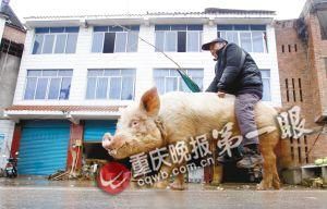 蔣大爺騎著他的種豬出門，回頭率很高。