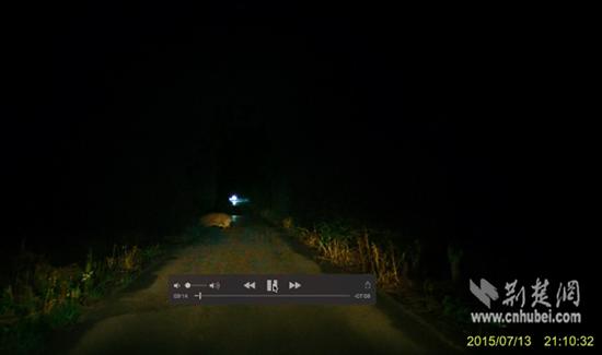 武漢情侶夜游公園偶遇野豬 行車記錄儀記下野豬身影 武漢情侶夜游公園偶遇野豬 行車記錄儀記下野豬身影