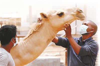 5月12日，印度工人在沙特利雅得外的一家農(nóng)場與駱駝接觸時戴著口罩