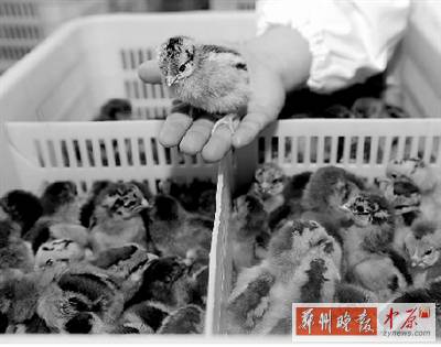 五一過后，雞苗價格逐步漲至2元