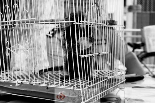 “別看俺個(gè)子小，中國很稀少！”