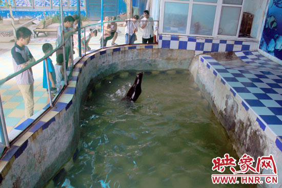 圖為游客在護(hù)欄網(wǎng)外面，觀看海獅的表演。