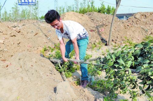 剛成活的樹被堆來(lái)的土埋了 剛成活的樹被堆來(lái)的土埋了