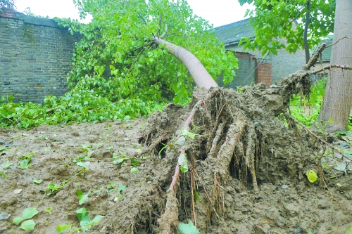 在焦作馬村區(qū)白莊老村，大樹被狂風(fēng)刮倒。