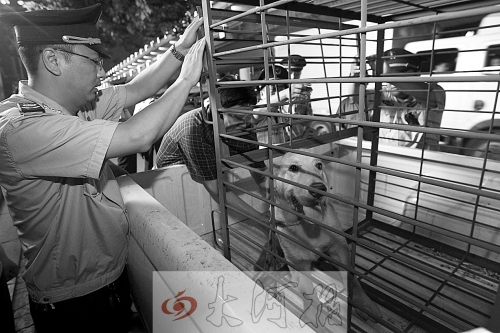 相關部門將加強管理，今年12月起烈性犬一律沒收。 （資料圖）