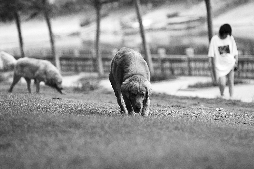 　喜歡養(yǎng)大狗狗的朋友，要抓緊給愛犬在郊外安個家哦！