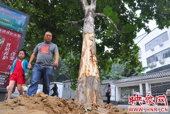 大樹根部翹起，歪向人行道邊。