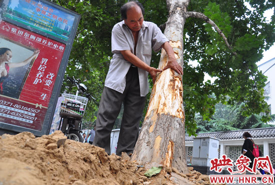 法桐受傷嚴重，樹皮上還沾著不少玻璃。