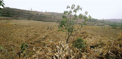 因干旱，農(nóng)田閑置尚未播種小麥