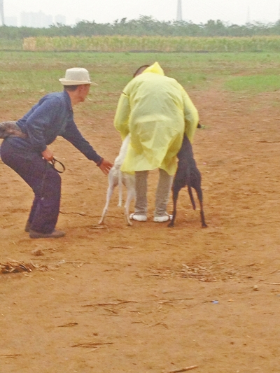 上場前，狗主人進(jìn)場撫摸自己的愛犬，給它打氣加油。
