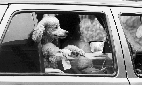 再帶著寵物出門坐出租車，可得想好了