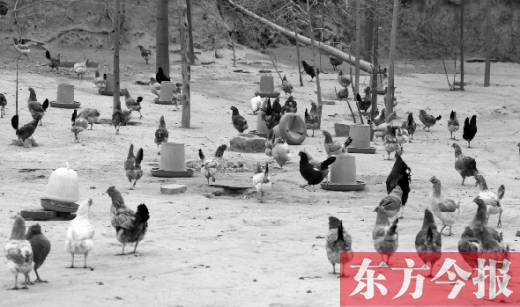 鄭州市郊縣一家散養(yǎng)雞基地的養(yǎng)殖現場 鄭州市郊縣一家散養(yǎng)雞基地的養(yǎng)殖現場