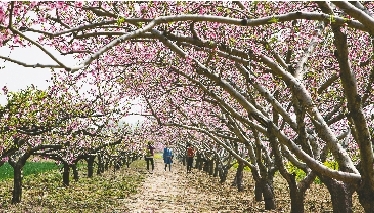 　郊外花海惹人醉。